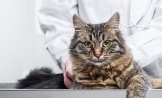 The Genetics Behind Cats' Quirks