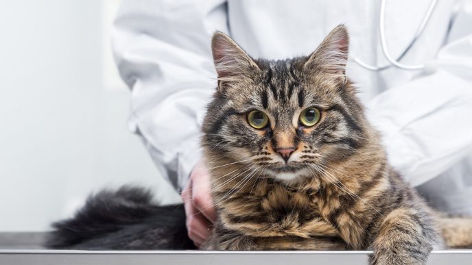 The Genetics Behind Cats' Quirks