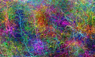 Brain Maps Are Here, And They're Wilder Than You Think