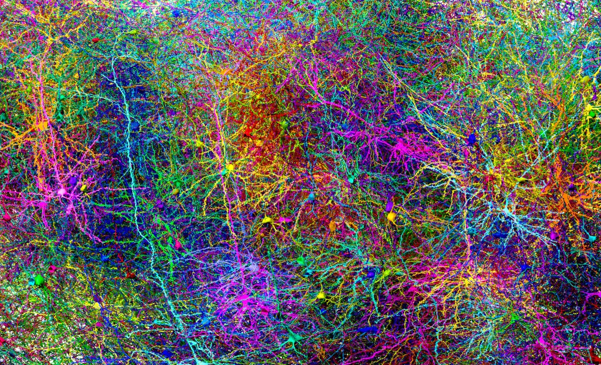 Brain Maps Are Here, And They're Wilder Than You Think