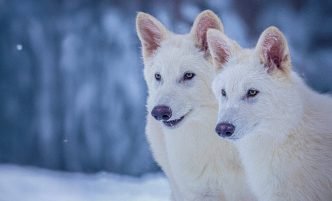 Startup Reveals Claimed Dire Wolf Comeback