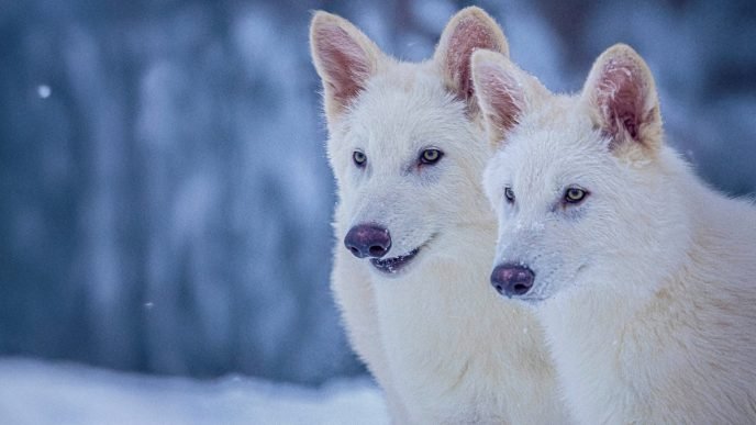 Startup Reveals Claimed Dire Wolf Comeback