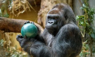 Could 100 Humans Really Take Down a Gorilla?