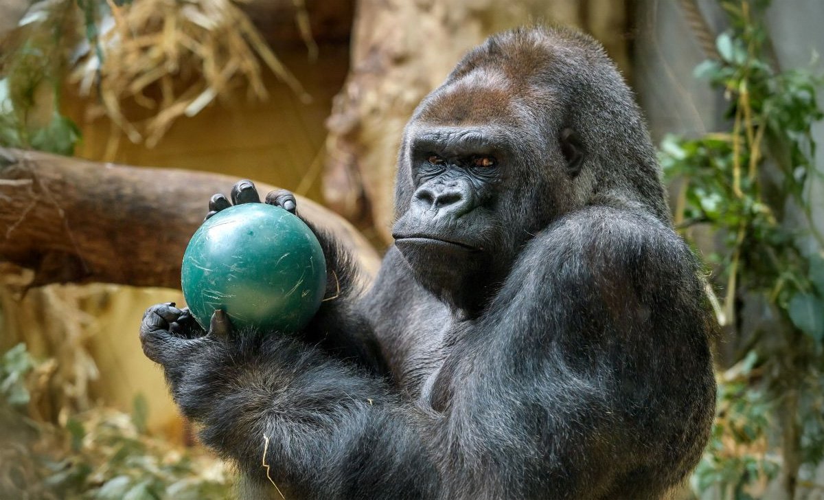 Could 100 Humans Really Take Down a Gorilla?