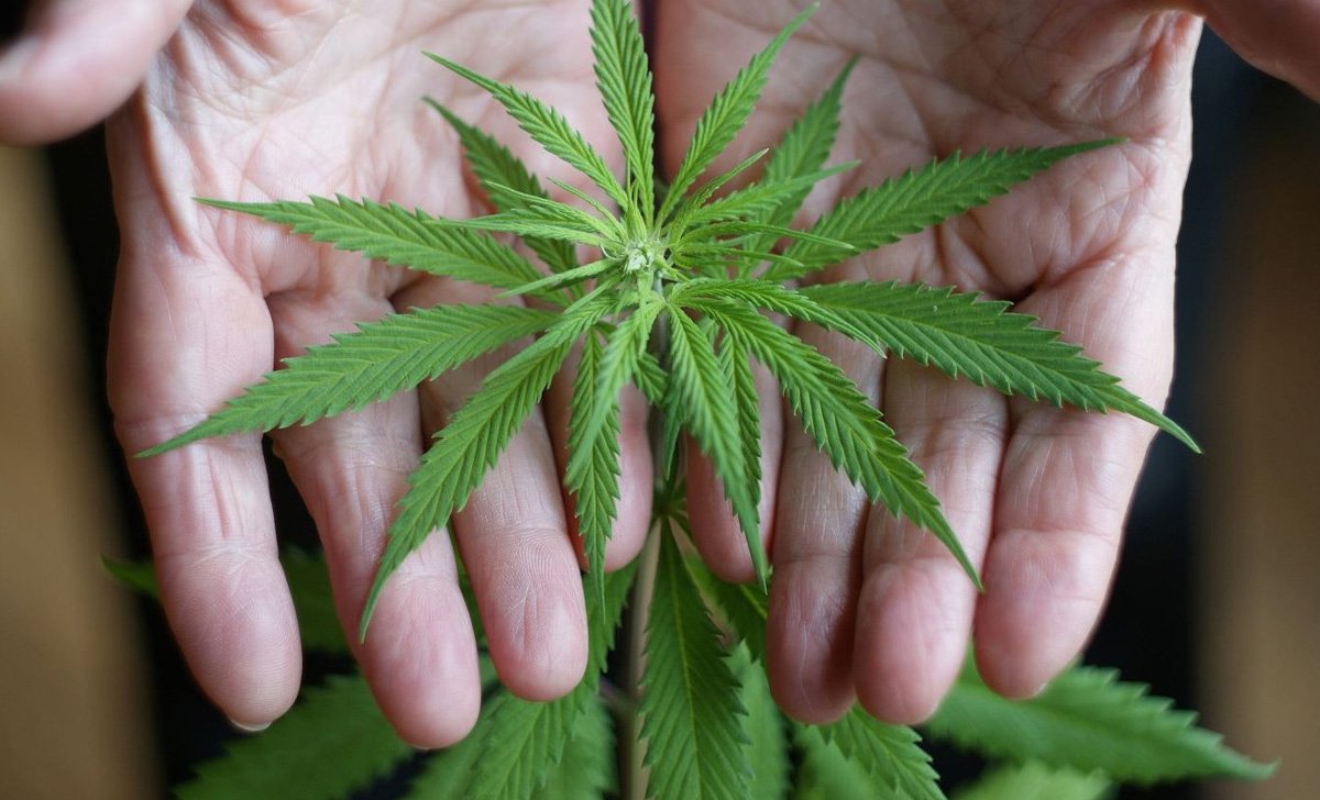 Seniors' Marijuana Use Goes Sky-High