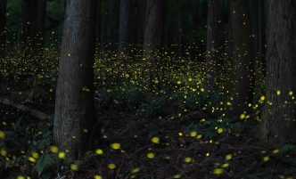 The Unexpected Return of Fireflies
