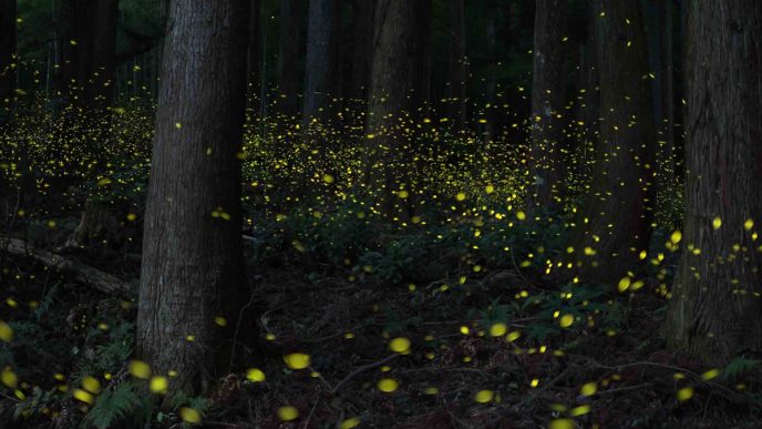 The Unexpected Return of Fireflies