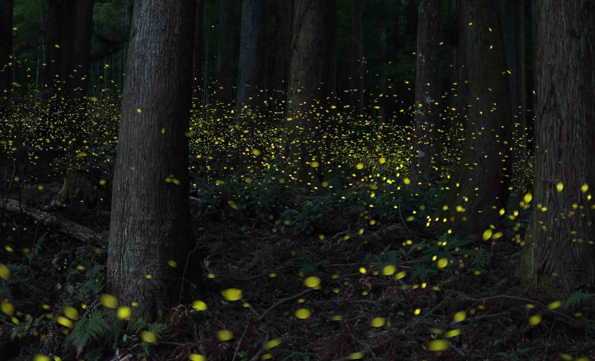 The Unexpected Return of Fireflies